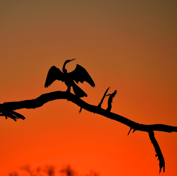 Africa-0119