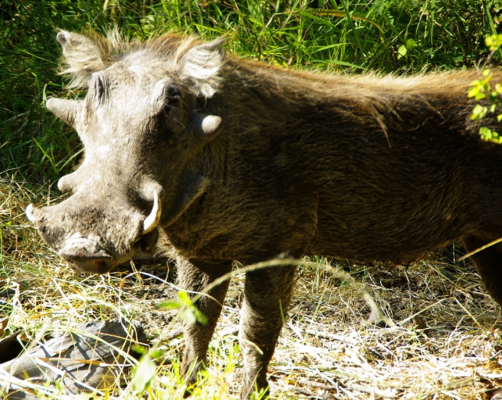 Africa-0126