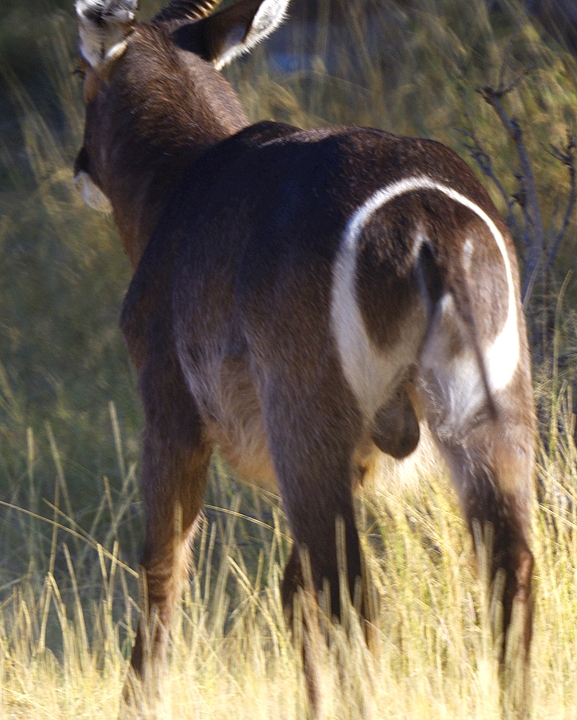 Africa-0133