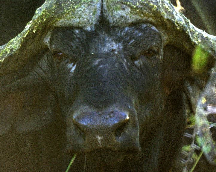 Africa-0137