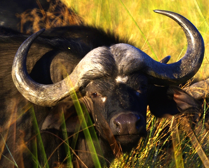 Africa-0138