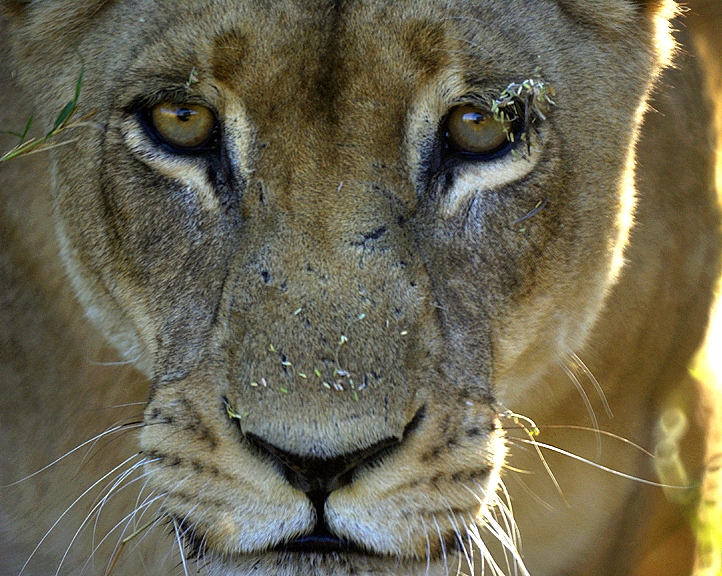 Africa-0143