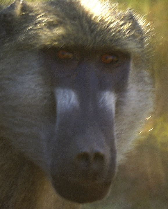 Africa-0149