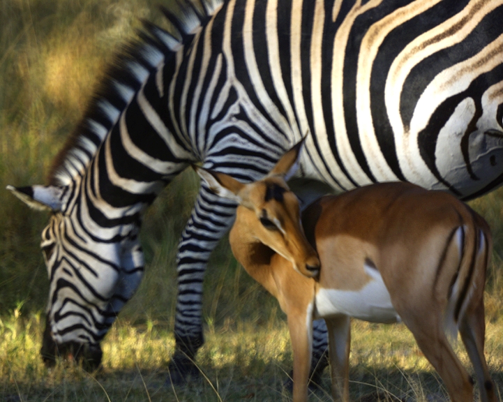 Africa-0151