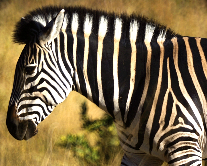 Africa-0152