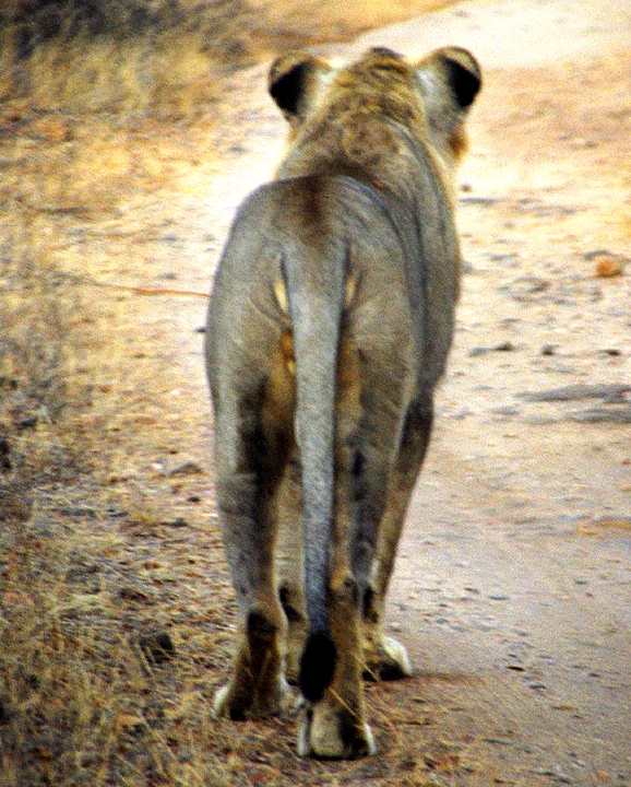 Africa-0158