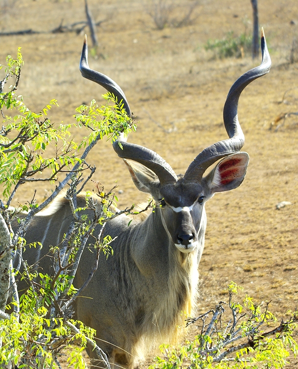 Africa-0166