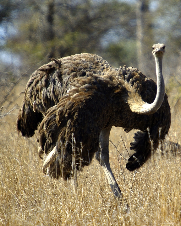Africa-0169
