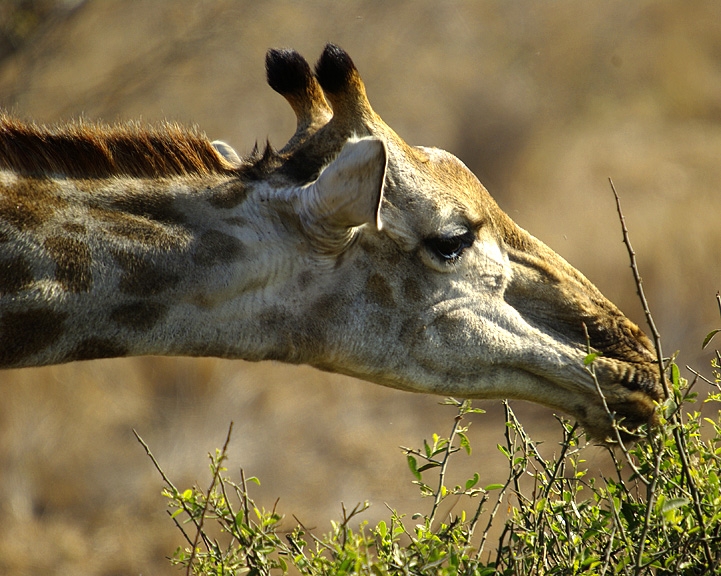 Africa-0178