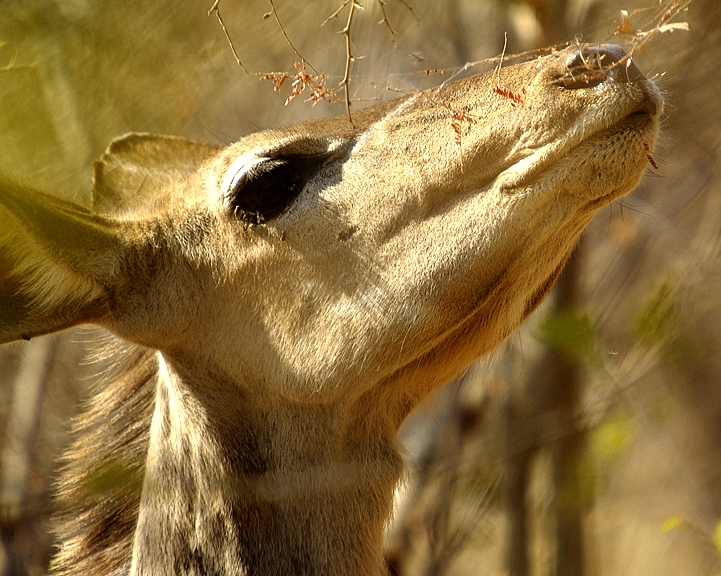 Africa-0183