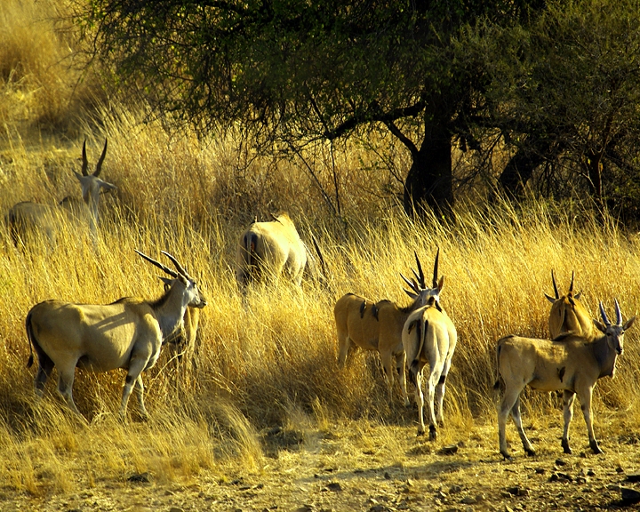 Africa-0185
