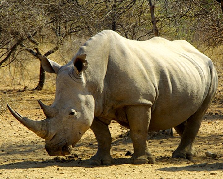 Africa-0188