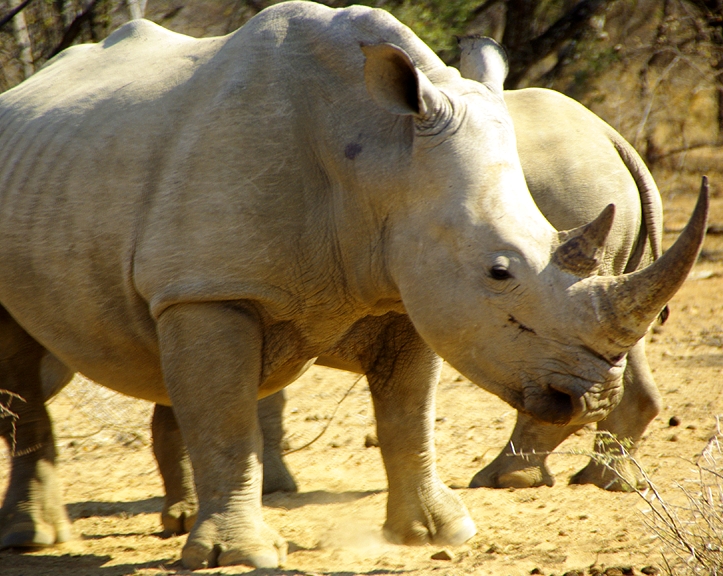 Africa-0190