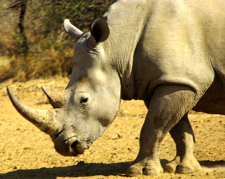 Africa-0191