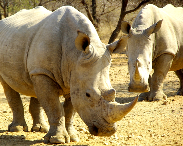 Africa-0192
