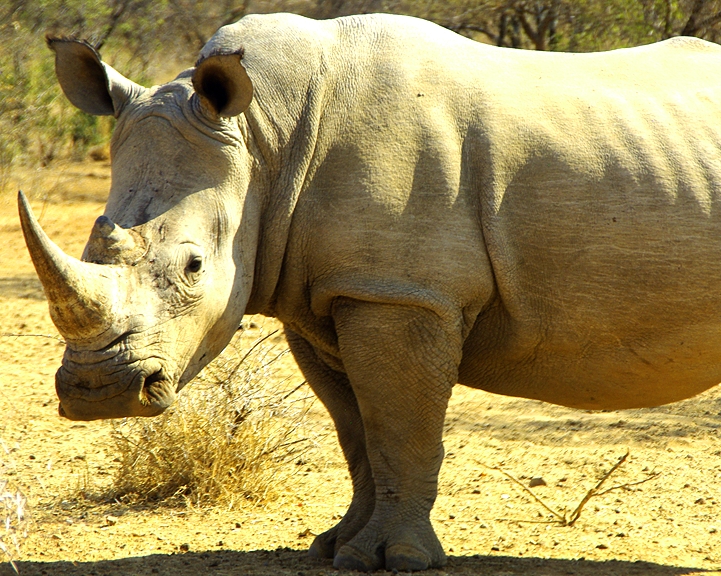 Africa-0193