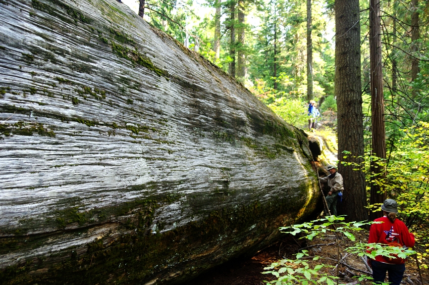 BigTreesStatePark-0102