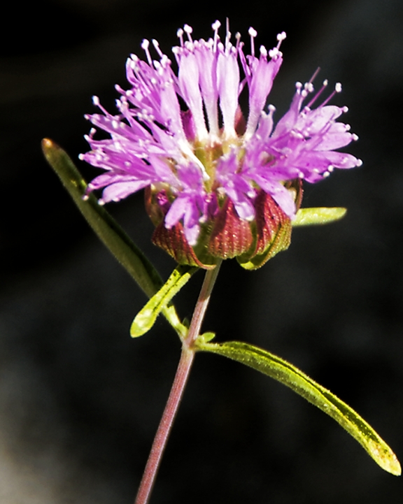 BigTreesStatePark-0104