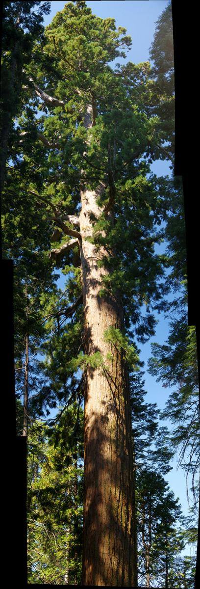 BigTreesStatePark-0115