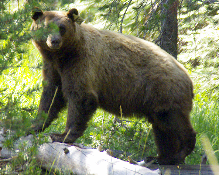 Yosemite-0138