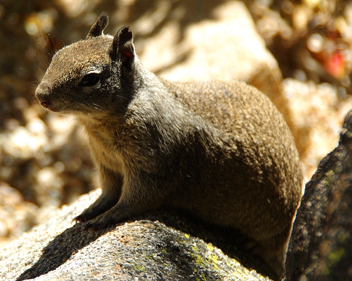 Yosemite-0166