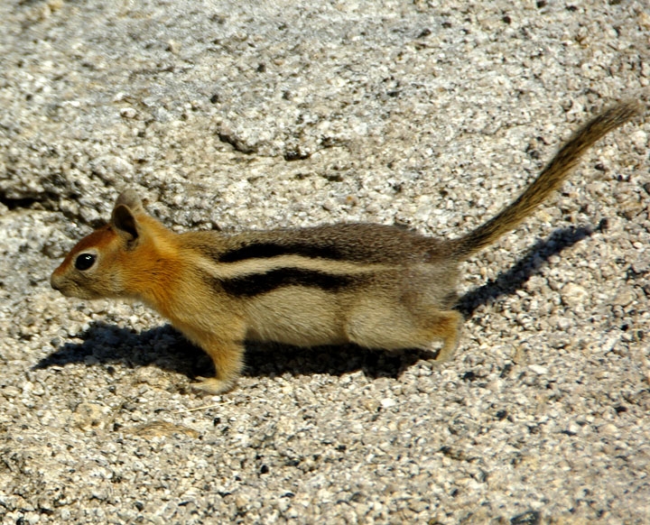 Yosemite-0176