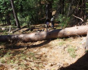 Second trail-blocking tree, on upper loop, looking west