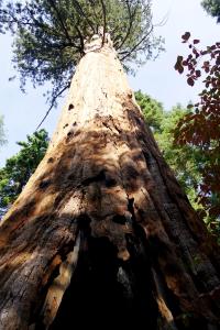 BigTreesStatePark-0097