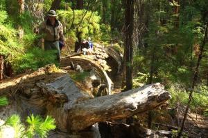 BigTreesStatePark-0103