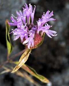 BigTreesStatePark-0105