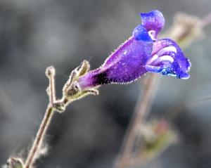 BigTreesStatePark-0106