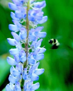 BigTreesStatePark-0110