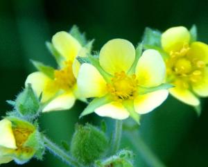 BigTreesStatePark-0112