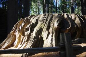 BigTreesStatePark-0117