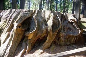 BigTreesStatePark-0118