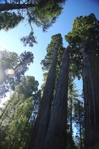 BigTreesStatePark-0120