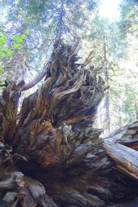 BigTreesStatePark-0121