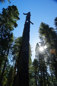 BigTreesStatePark-0122